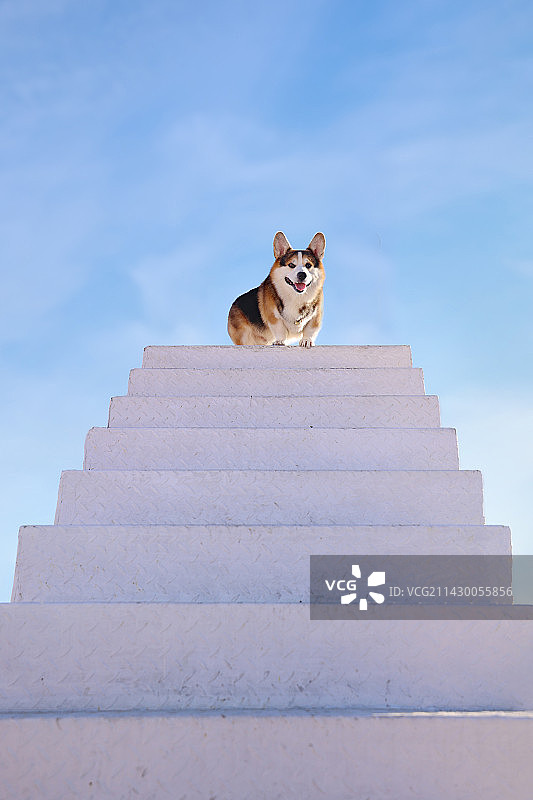 景区游玩的威尔士柯基犬图片素材