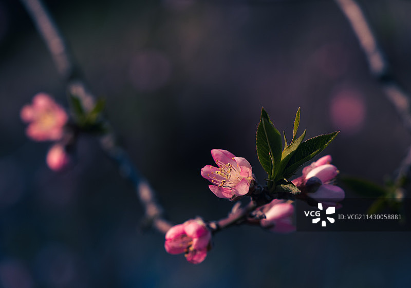 春天盛开的粉色榆叶梅图片素材