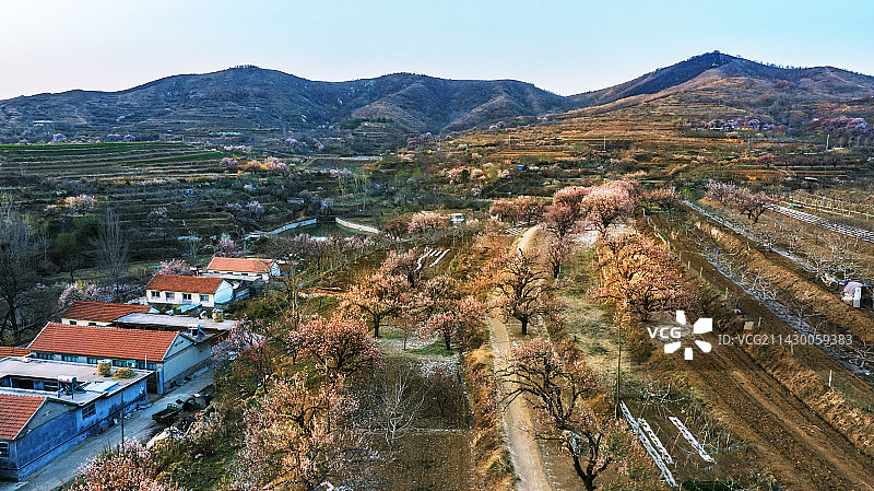 杏花村图片素材