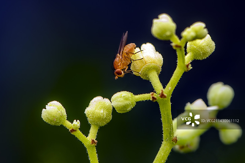 五叶滕上的果蝇图片素材