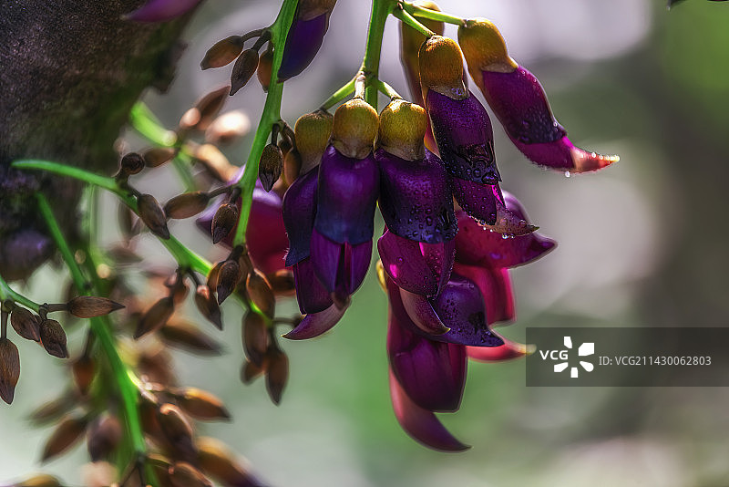 禾雀花开鸣翠谷图片素材