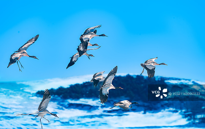 黑颈鹤南飞图片素材