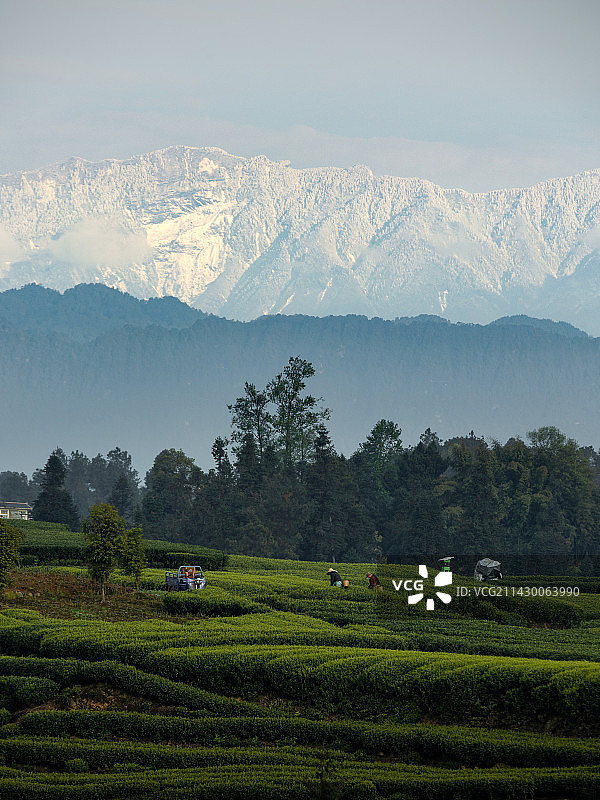雅安名山区茶山与雪山图片素材