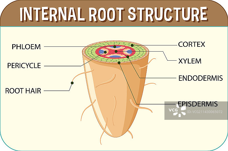 根部结构图图片素材