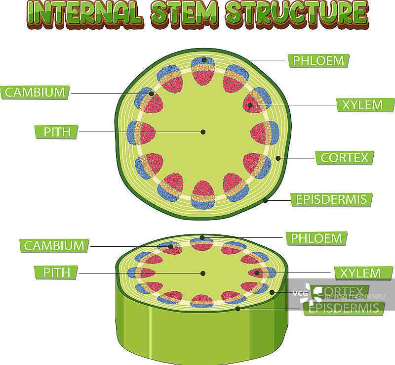 茎的内部结构图图片素材