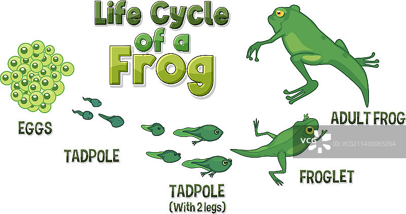 青蛙生命周期图图片素材