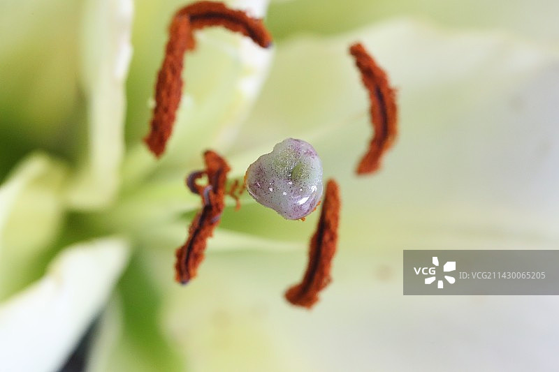百合花图片素材