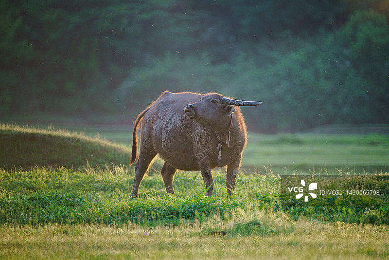 城市边缘处的动物图片素材