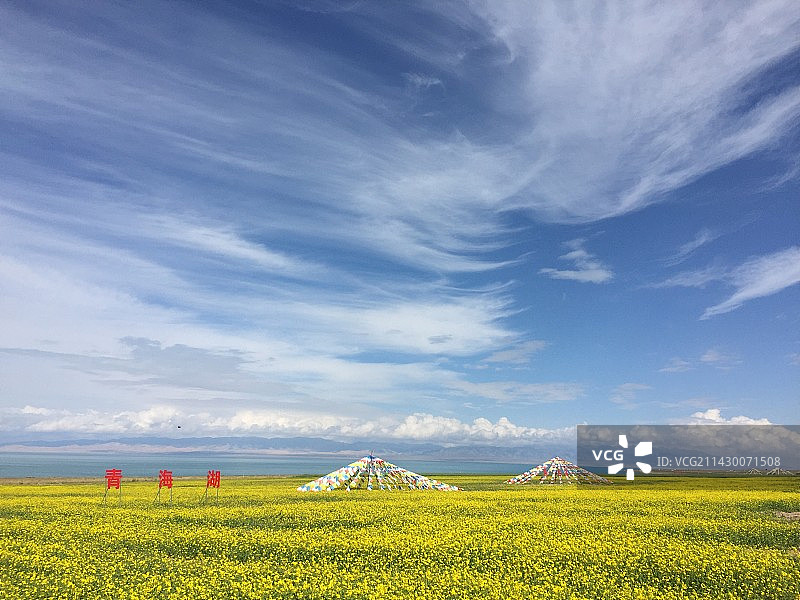 青海湖蓝天白云下的油菜花图片素材