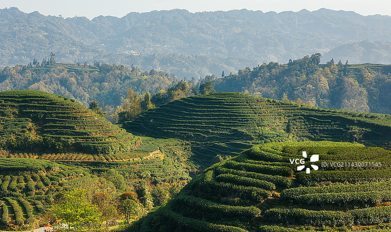 四川省雅安市名山春季茶园摘茶图片素材