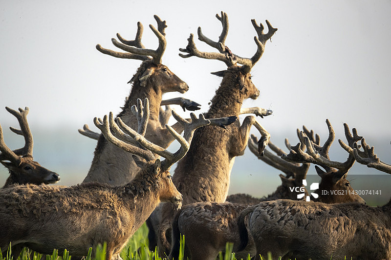 大地回春麋鹿欢图片素材