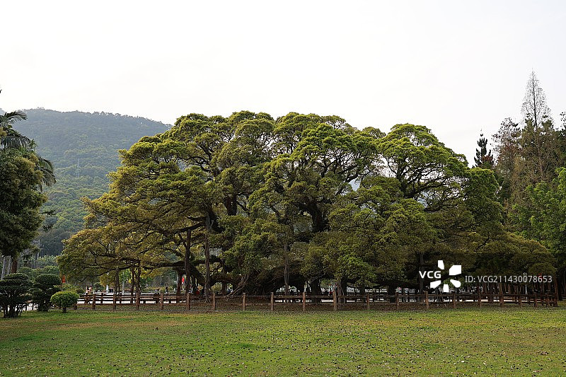 郁郁葱葱的榕树-福州国家森林公园千年榕树王图片素材