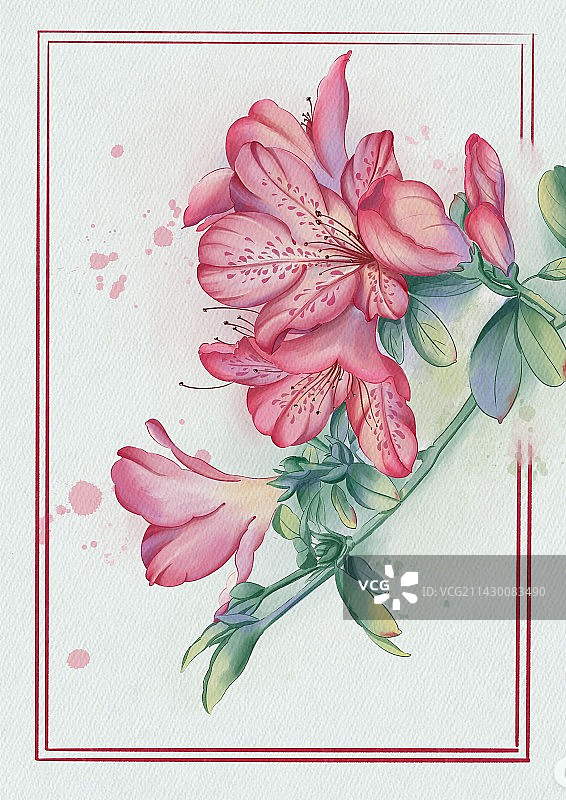 水彩杜鹃花图片素材