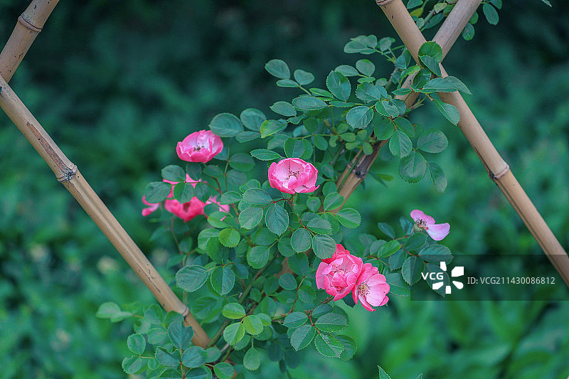 篱笆上的蔷薇开花特写镜头图片素材
