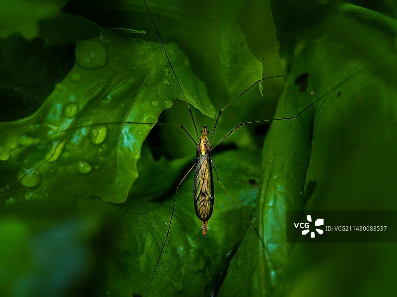 长脚蚊图片素材