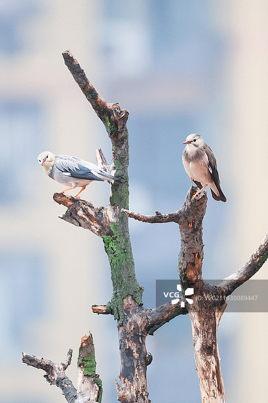 大雨中的丝光椋鸟图片素材