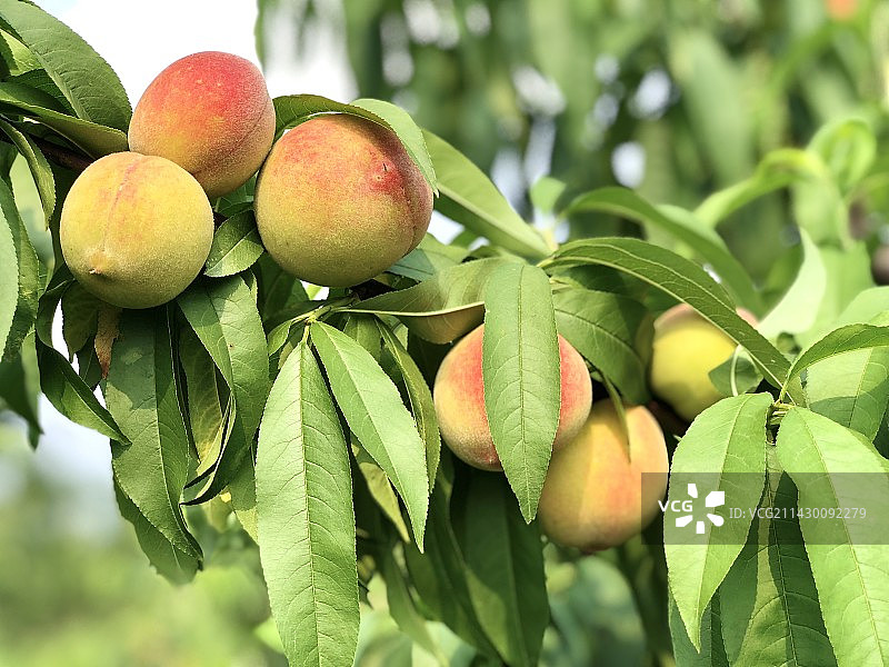 夏天树上成熟的水蜜桃图片素材