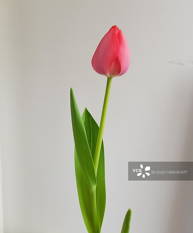 学校里的郁金香图片素材