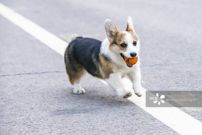 宠物狗图片素材