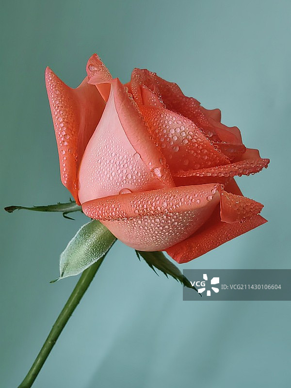 湿红玫瑰花特写镜头图片素材