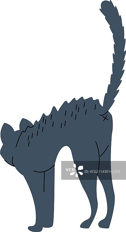 黑色硬毛猫图片素材
