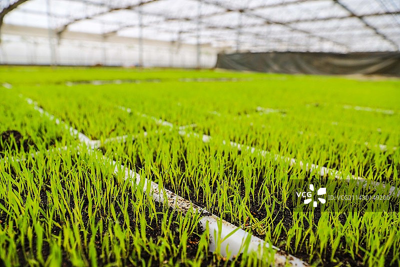 早稻育秧忙图片素材