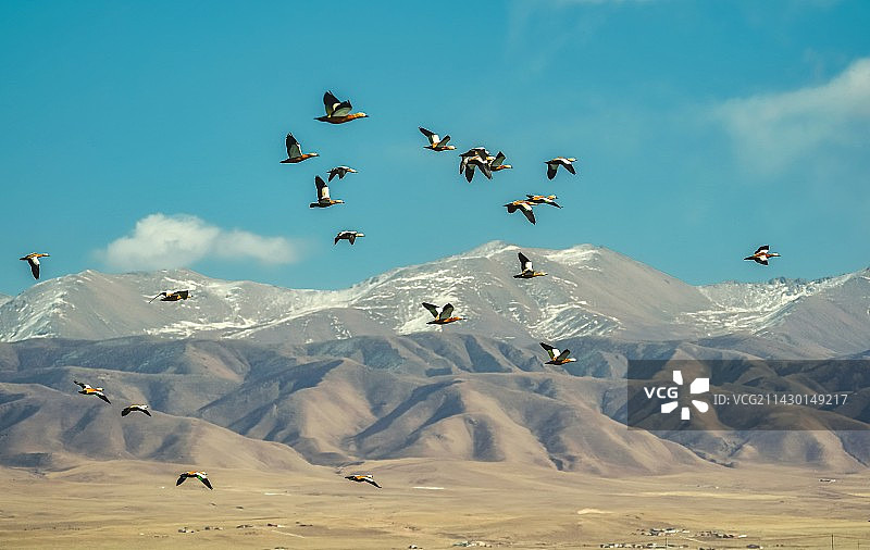 候鸟迁徙图片素材