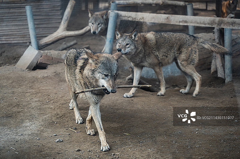 狼饲养狼观赏动物狼叼着木棍图片素材