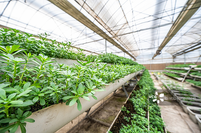 温室大棚立体栽培区种植的养心菜图片素材
