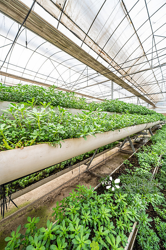温室大棚立体栽培区种植的养心菜图片素材