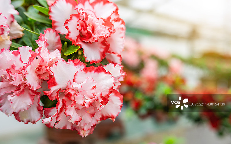 春天盛开的西洋杜鹃花图片素材