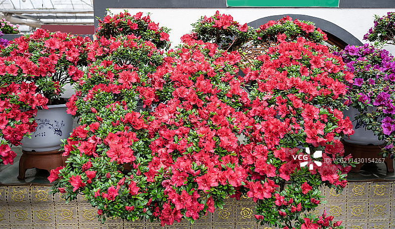 美丽的盆景杜鹃花花展图片素材