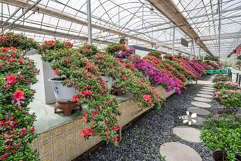 美丽的盆景杜鹃花花展图片素材