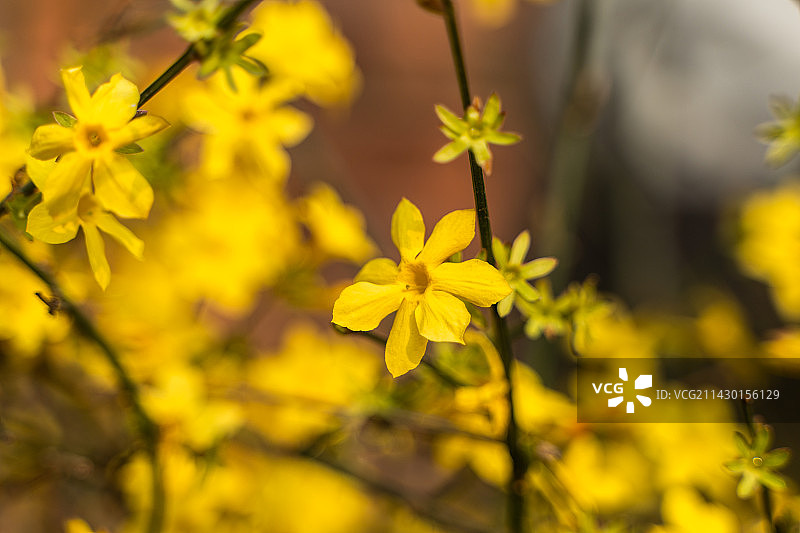 迎春花春天小黄花假日旅行图片素材