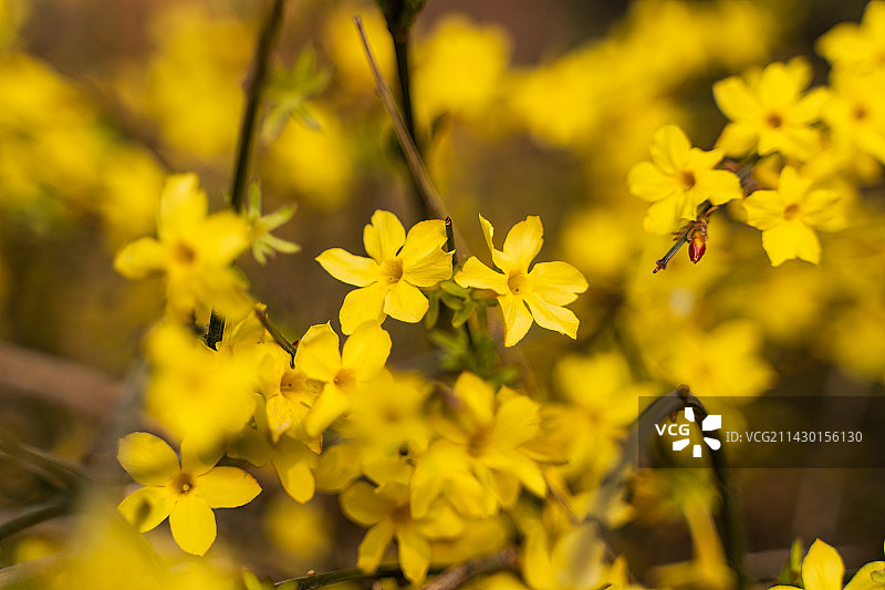 迎春花春天小黄花假日旅行图片素材
