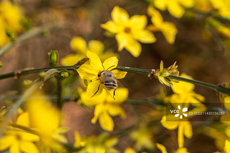 蜜蜂在花瓣上飞舞迎春花春天生机图片素材