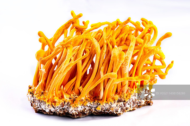 虫草花图片素材