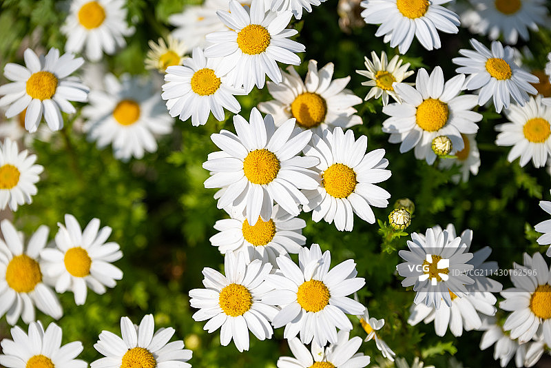 白色雏菊的特写镜头图片素材