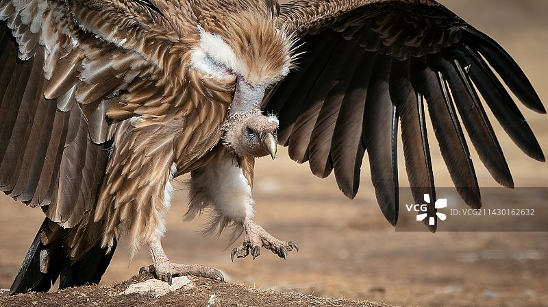 高山兀鹫特写图片素材