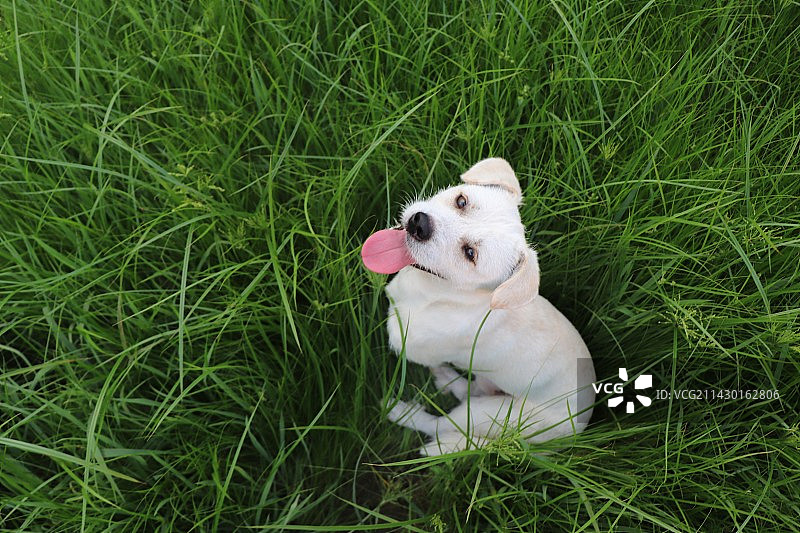 大白大白，可爱的大白图片素材