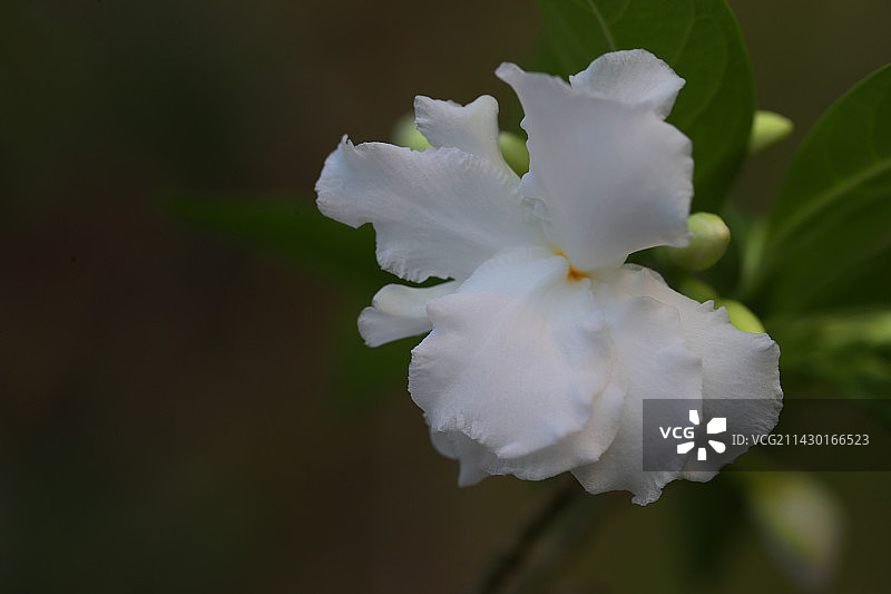 狗牙花图片素材