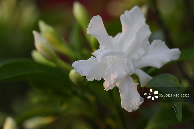 狗牙花图片素材