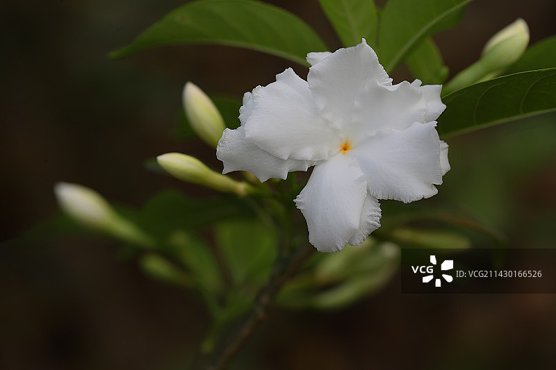 狗牙花图片素材