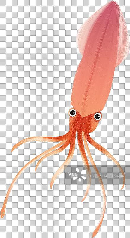 鱿鱼动物元素图片素材