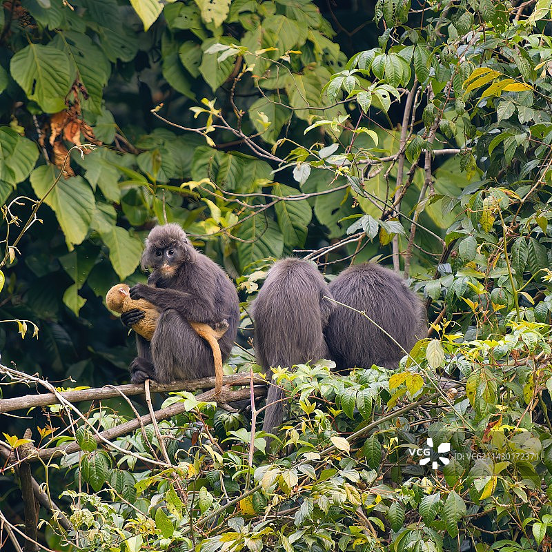 菲氏叶猴图片素材