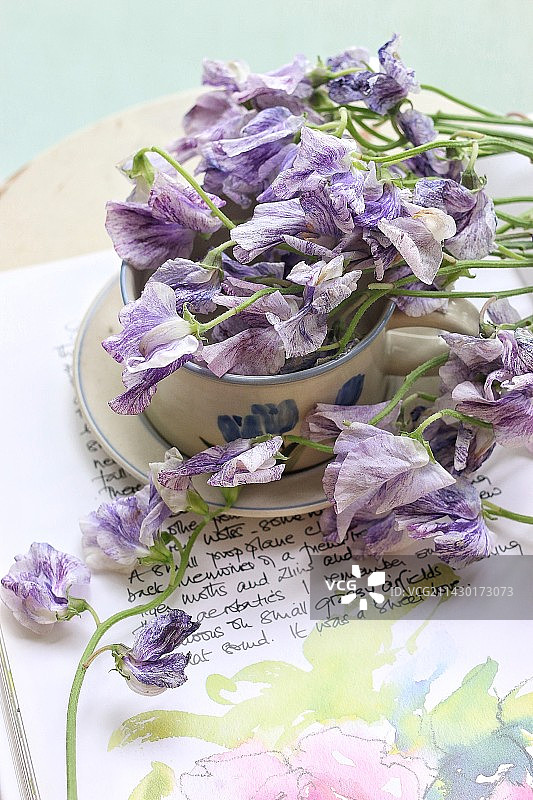 blue splash香豌豆图片素材