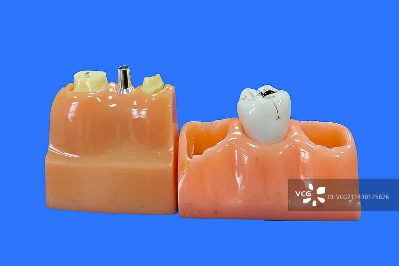 牙科医院牙齿模型图片素材