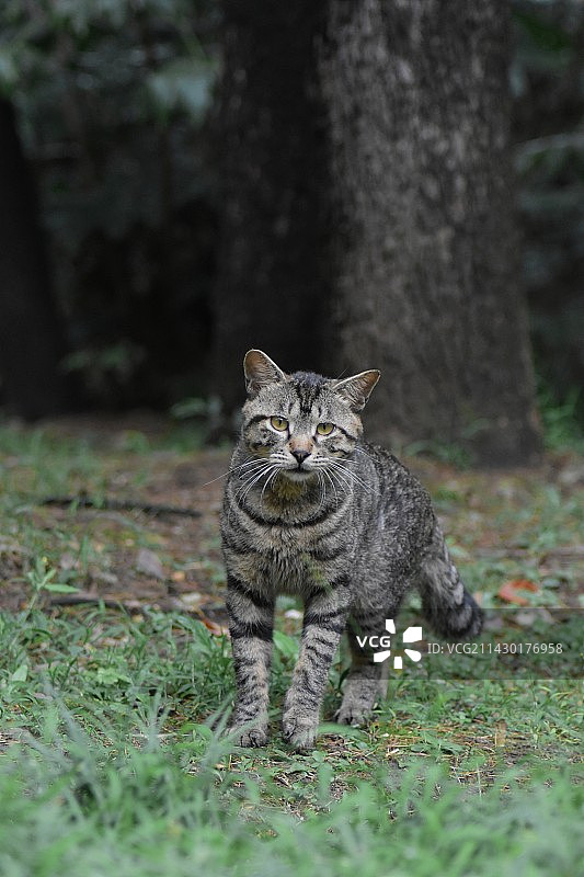 流浪狸花猫生活在野外图片素材