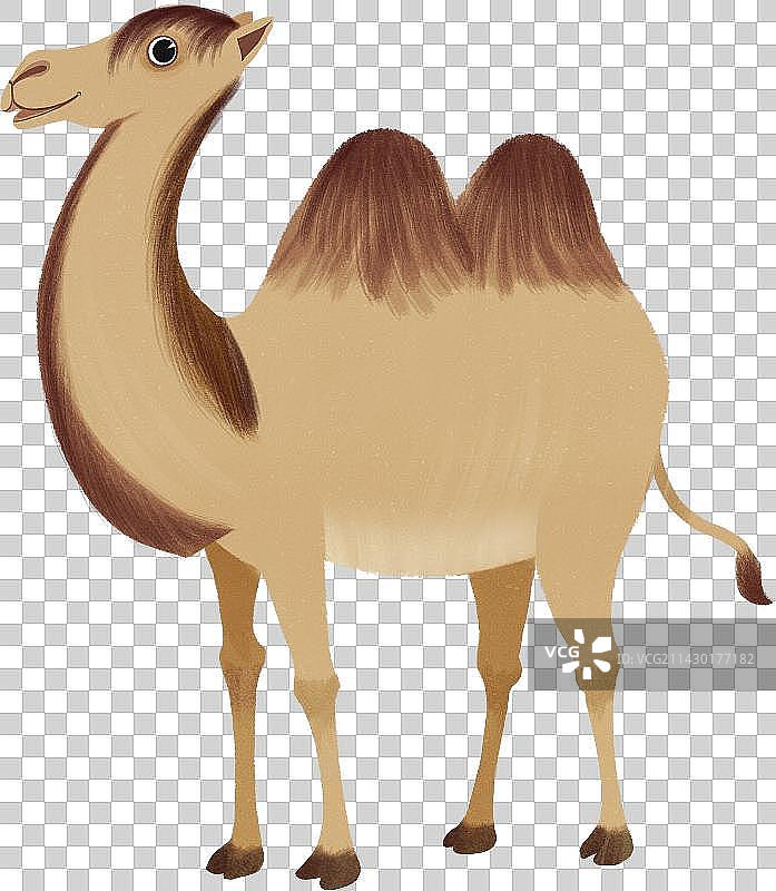 骆驼站立动物元素图片素材