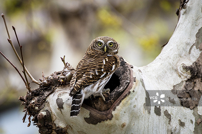 守望-斑头鸺鹠图片素材